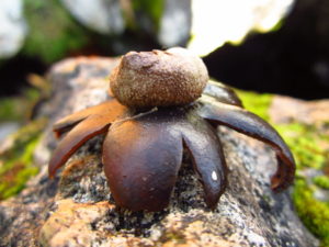 Geastrum mushroom - fysiolatres.blogspot.com
